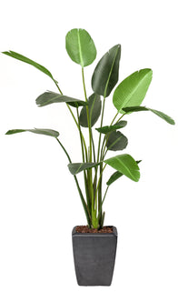 Emerald Kunstplant Strelitzia 120cm