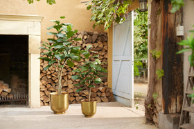 Emerald Kunstboom Ficus Lyrata 300cm