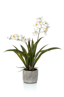 Emerald Kunstplant in pot Oncidium wit 45cm