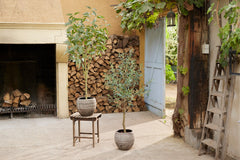 Kunst Eucalyptus