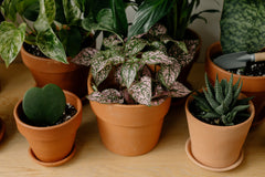 Kunstplanten