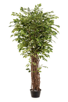 Emerald Kunstplant Ficus Benjamina Liana Deluxe 205cm