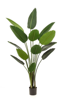 Emerald Kunstplant Strelitzia 190cm