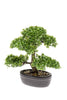 Emerald Kunstplant Bonsai Ficus mini 32cm