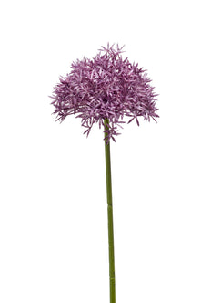 Emerald Kunstbloem Allium 62cm paars