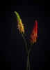 Emerald Kunstbloem Kniphofia 85cm rood/oranje