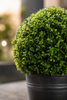 Emerald Kunstplant Buxus bol in pot UV 68cm