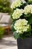 Emerald Kunstplant Hortensia in pot UV 90cm roze