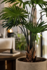 Emerald Kunstplant Livistona Palm 150cm