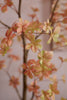 Emerald Kunstboom Tropaeolum Peach 210cm