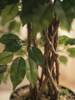 Emerald Kunstboom Ficus Liana 140cm