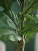 Emerald Kunstboom Ficus Lyrata 90cm