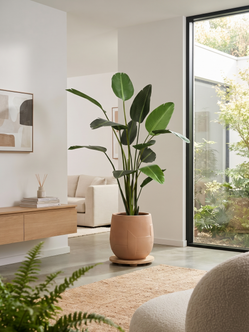 Emerald Kunstplant Strelitzia 230cm