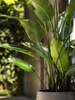 Emerald Kunstplant Strelitzia Nicolai 235cm