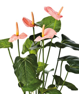 Everplant Kunstplant Anthurium Roze 56 cm