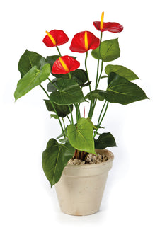 Everplant Kunstplant Anthurium Rood 56 cm
