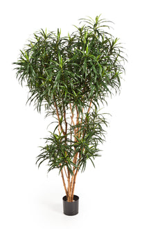 Everplant Kunstplant Dracaena Reflexa  Anita 180 cm