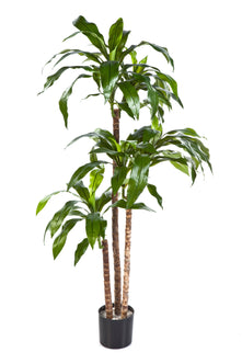 Everplant Kunstplant Dracaena Fragans 120 cm