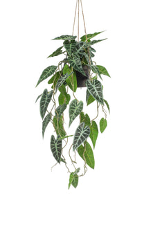 Emerald Kunst Hangplant in pot Alocasia 80cm