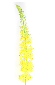 Everplant Kunstbloem Lythrum Geel 127 cm