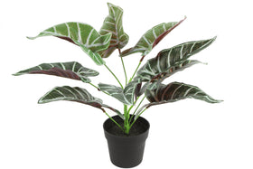 Everplant Kunstplant Alocasia Amazonica 32 cm