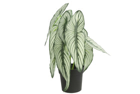 Everplant Kunstplant Caladium Wit 35 cm