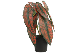 Everplant Kunstplant Caladium Rood 35 cm