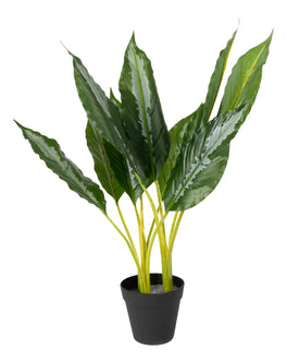 Everplant Kunstplant Dieffenbachia 60 cm