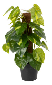 Everplant Kunstplant Epipremnum 35 cm