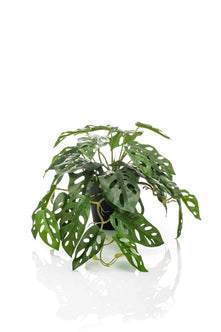 Emerald Kunstplant in pot Monstera Monkey 55cm