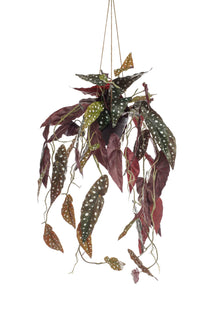 Emerald Kunst Hangplant in pot Begonia Maculata 80cm
